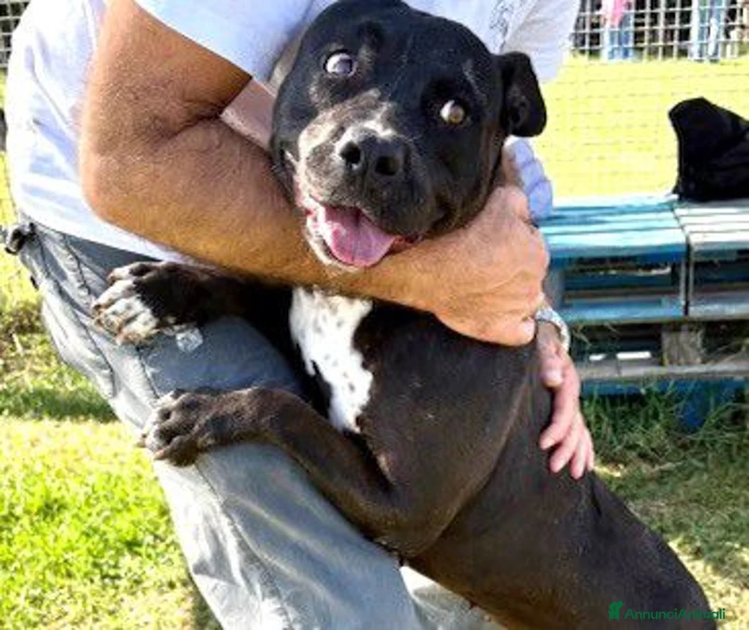 Pitbull cani in regalo: JESSY, Cuore di pitt - Annuncio 5