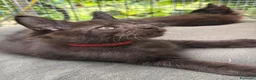 Maine Coon gatti in vendita: Maschietto nero di maine coon (Black Velvet) - Annuncio 30