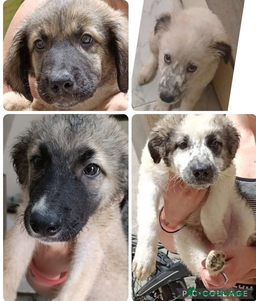 Meticcio cani Cuccioli tenerissimi cercano casa - Annuncio 35