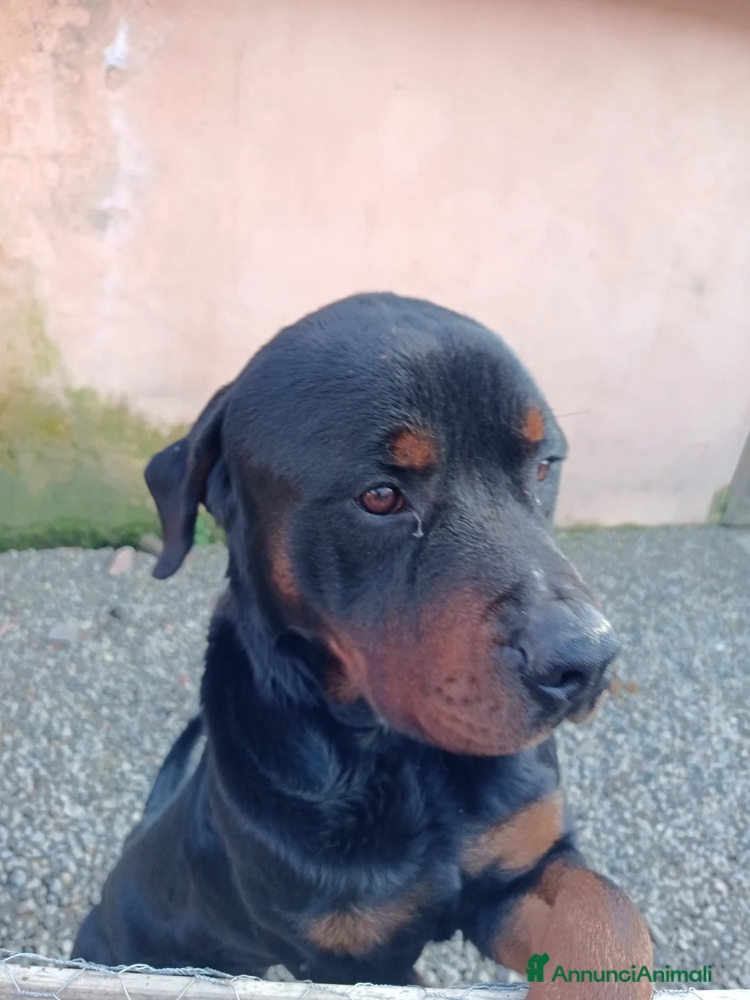 Rottweiler cani in regalo: Rottweiler molto buono - Annuncio 1
