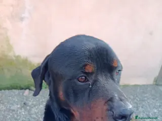 Rottweiler cani Rottweiler molto buono - Annuncio 2