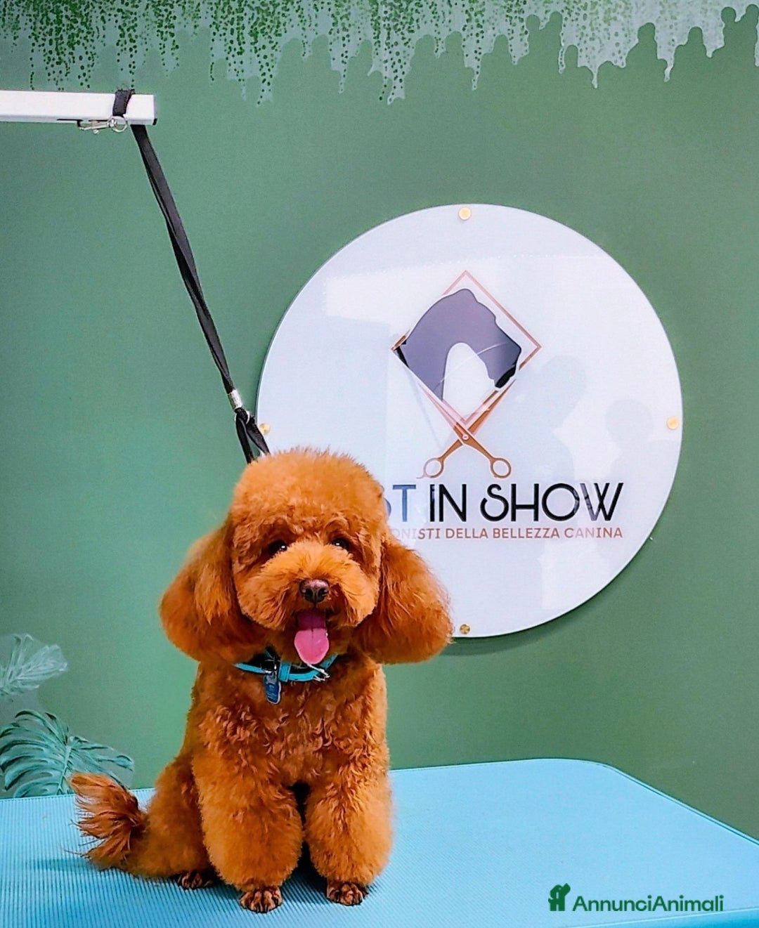 Barboncino Toy cani in vendita: Barboncino Toy  - Annuncio 6