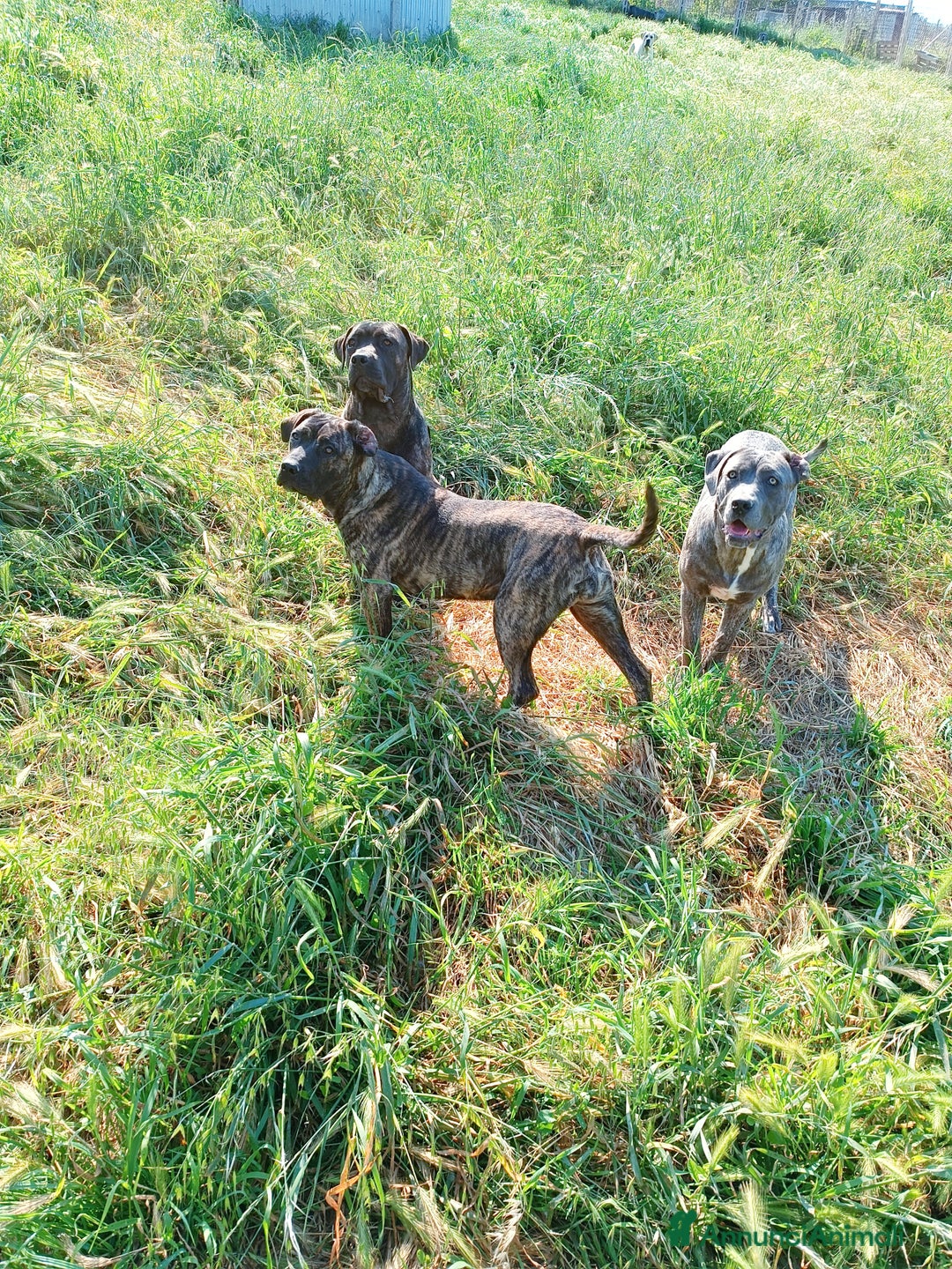 Immagine della galleria {{count}}