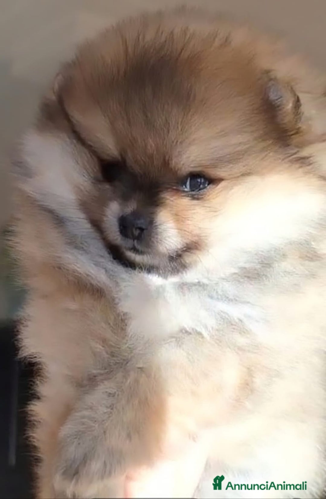 Volpino Pomerania cani in vendita: Spitz tedesco nano - Annuncio 2