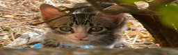 Meticcio gatti in regalo: William & Brenda  - Annuncio 3
