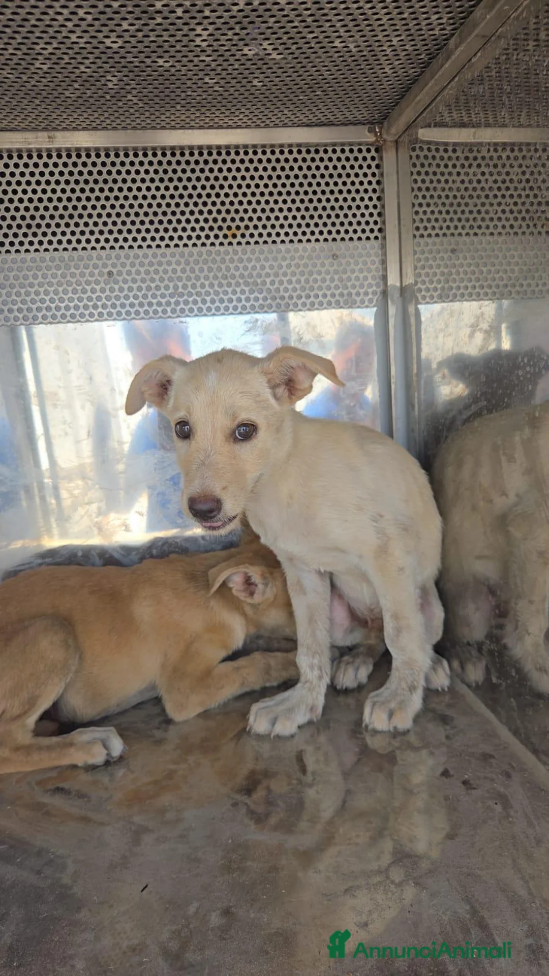 Meticcio gatti in regalo: 22CUCCIOLI !!! AIUTATECI A TROVAR CASA!SICILIA SOS - Annuncio 10