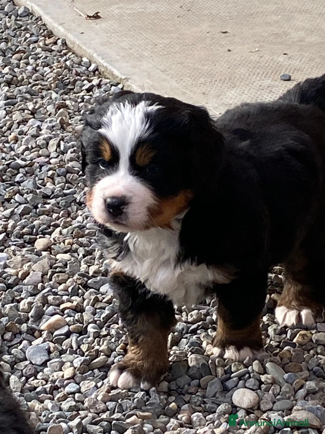 Bovaro del Bernese cani in vendita: Vendo splendidi cuccioli Bovaro del Bernese - Annuncio 4