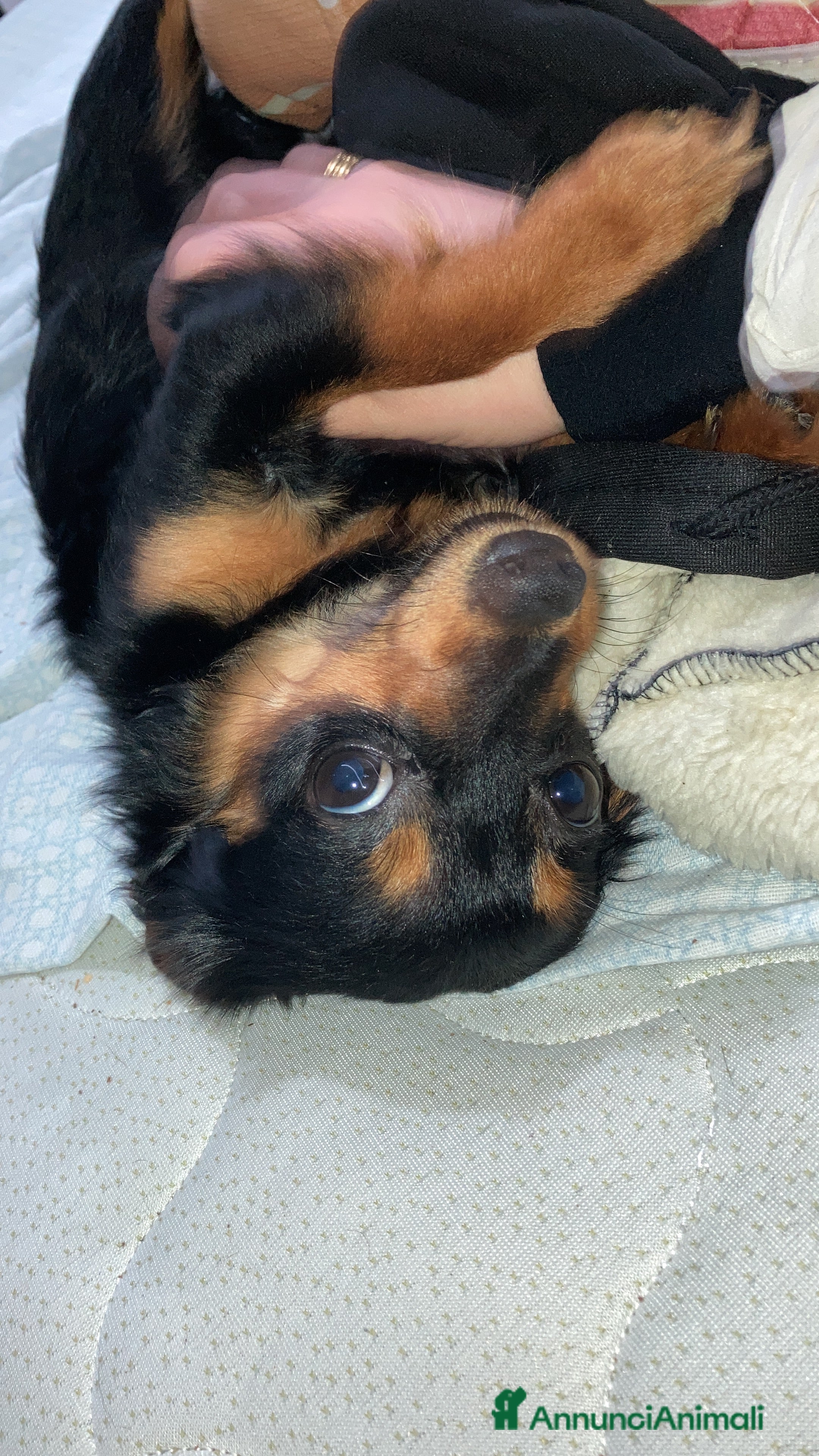 Meticcio cani Il mio cane si chiama Max  - Annuncio 22