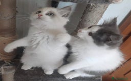 Siberiano gatti in vendita: Gatti cuccioli Siberiani ipoallergenici a Provincia di Forlì-Cesena - Immagine 14
