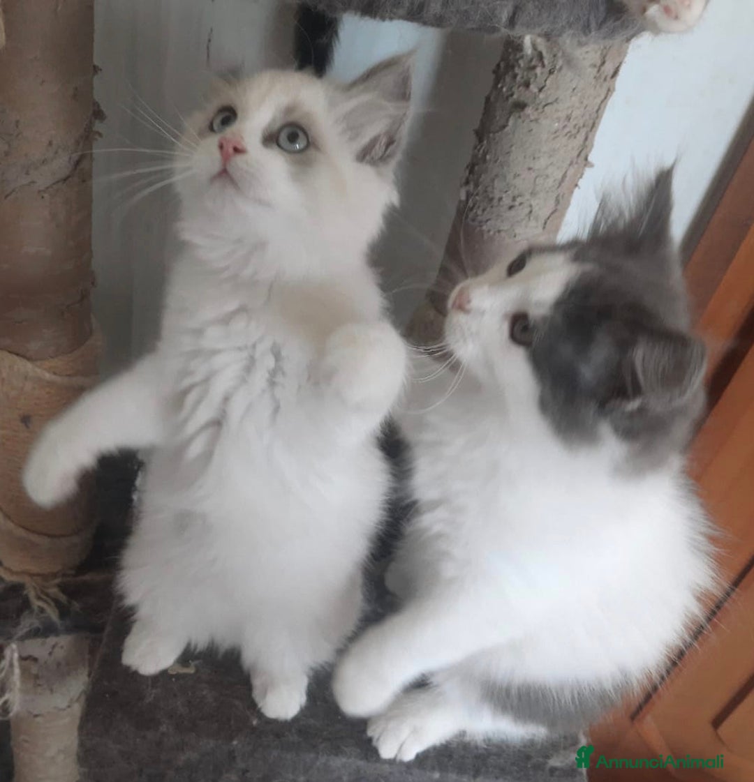 Siberiano gatti in vendita: Gatti cuccioli Siberiani ipoallergenici a Provincia di Forlì-Cesena - Immagine 14