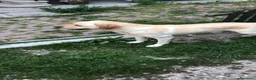 Labrador cani in regalo: A Bologna, Labrador, 7 anni   - Annuncio 2