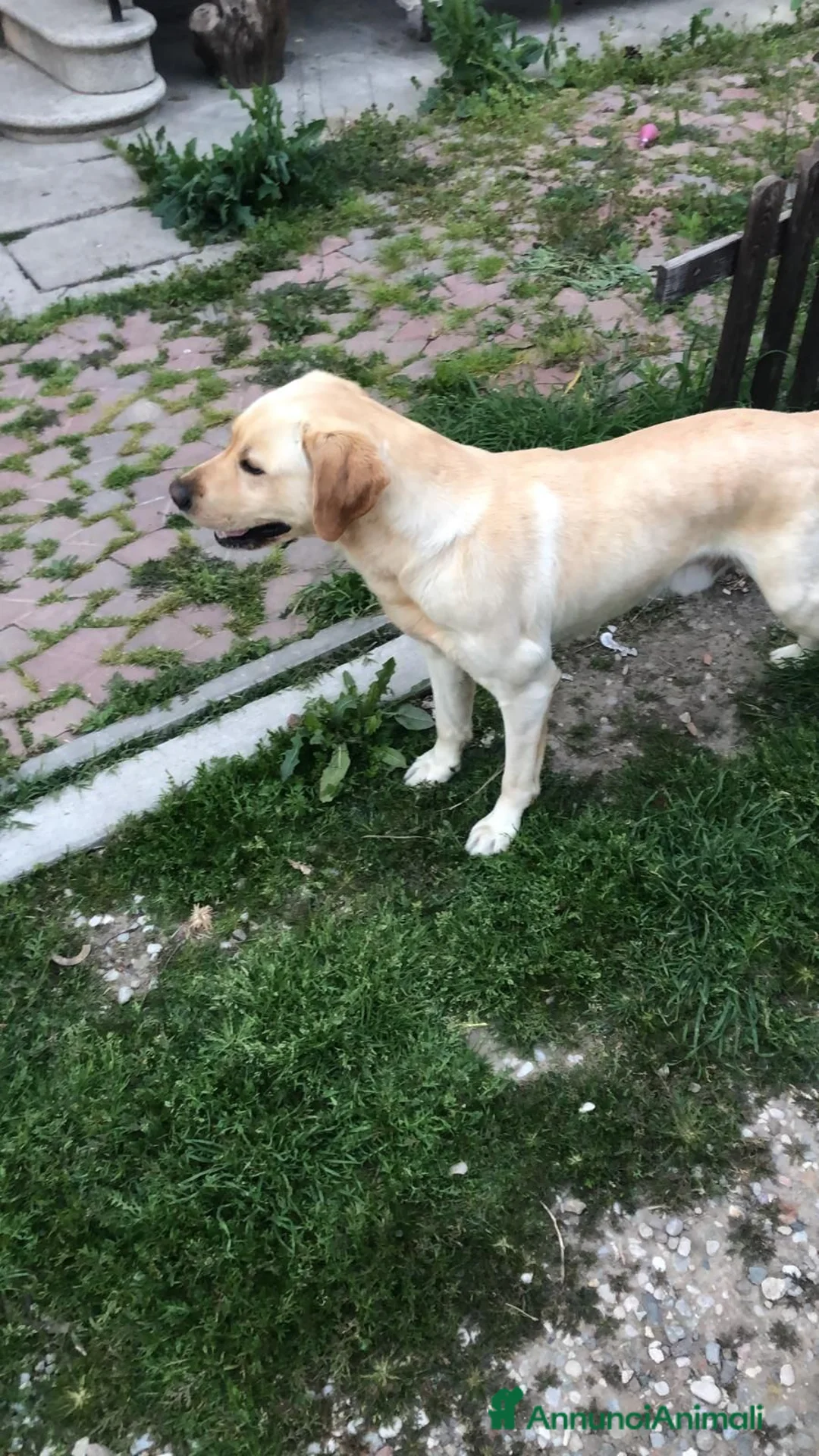 Labrador cani in regalo: A Bologna, Labrador, 7 anni   - Annuncio 2
