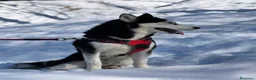 Husky cani per accoppiamento: Siberian husky maschio pedigree per monta a Provincia di Frosinone - Annuncio 2