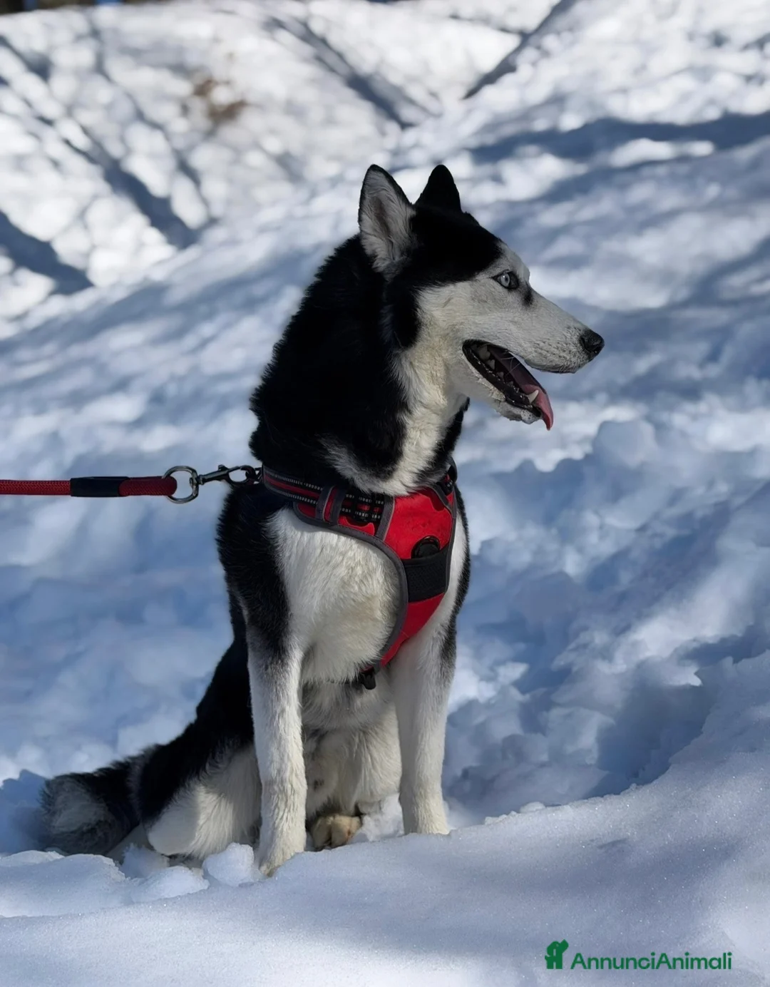 Husky cani per accoppiamento: Siberian husky maschio pedigree per monta a Provincia di Frosinone - Annuncio 2