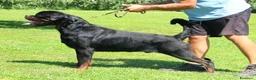 Rottweiler cani in vendita: Cuccioli di Rottwelier taglia grande  - Annuncio 4