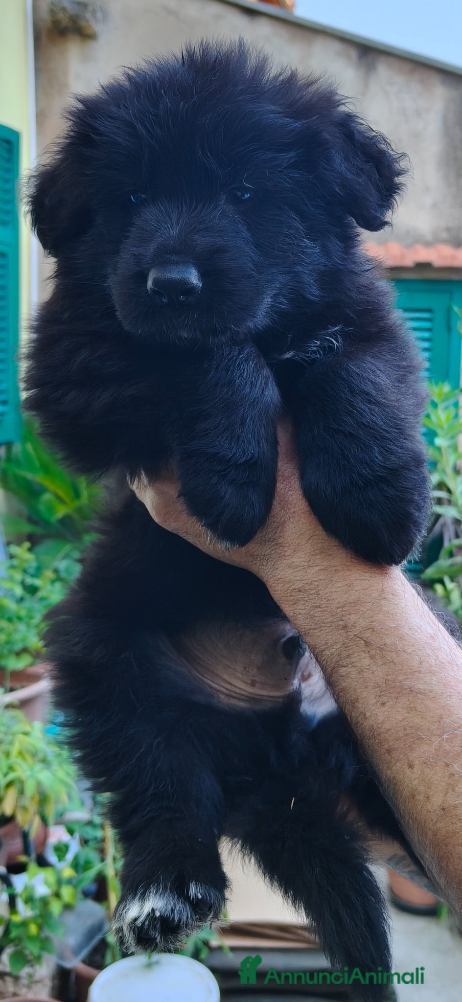 Pastore Tedesco cani Cuccioli Pastore Tedesco Pelo Lungo  - Annuncio 6
