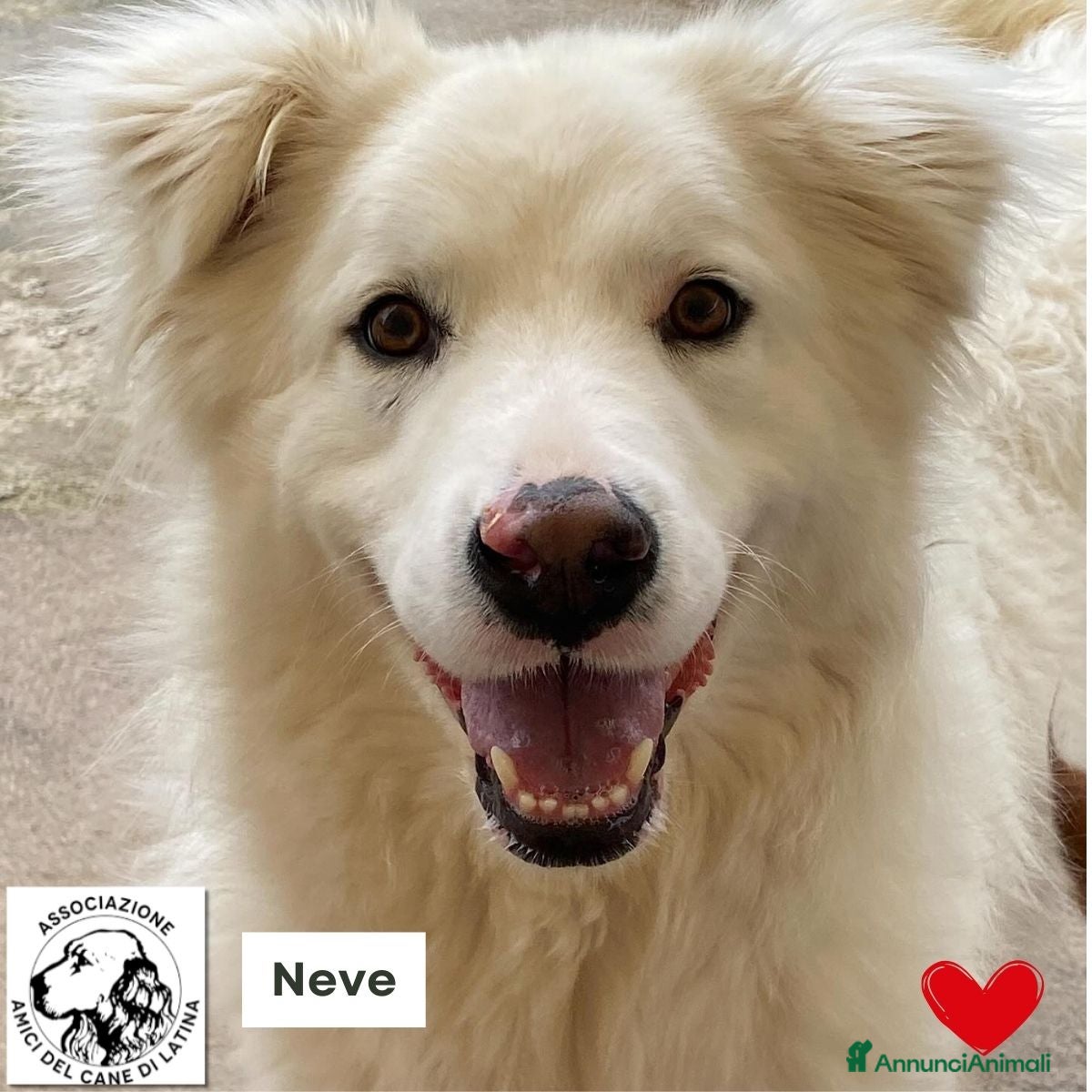 Meticcio cani NEVE bellissima cagnolina 3 anni cerca adozione - Annuncio 21