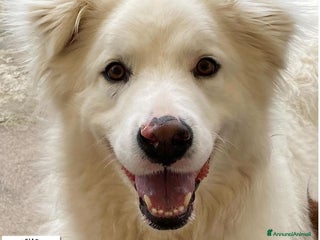 Meticcio cani NEVE bellissima cagnolina 3 anni cerca adozione - Annuncio 29