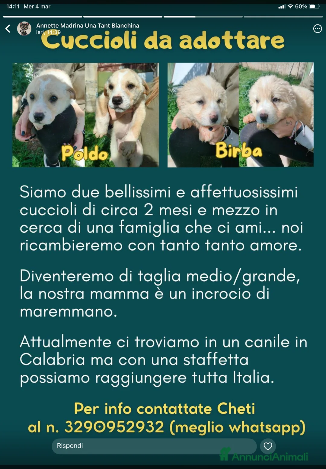 Pastore Maremmano cani in regalo: ADOZ.DEL 💔: 2 cuccioli teneri:finiranno incanile? a Città metropolitana di Milano - Annuncio 1