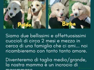 Pastore Maremmano cani ADOZ.DEL 💔: 2 cuccioli teneri:finiranno incanile? a Città metropolitana di Milano - Annuncio 1