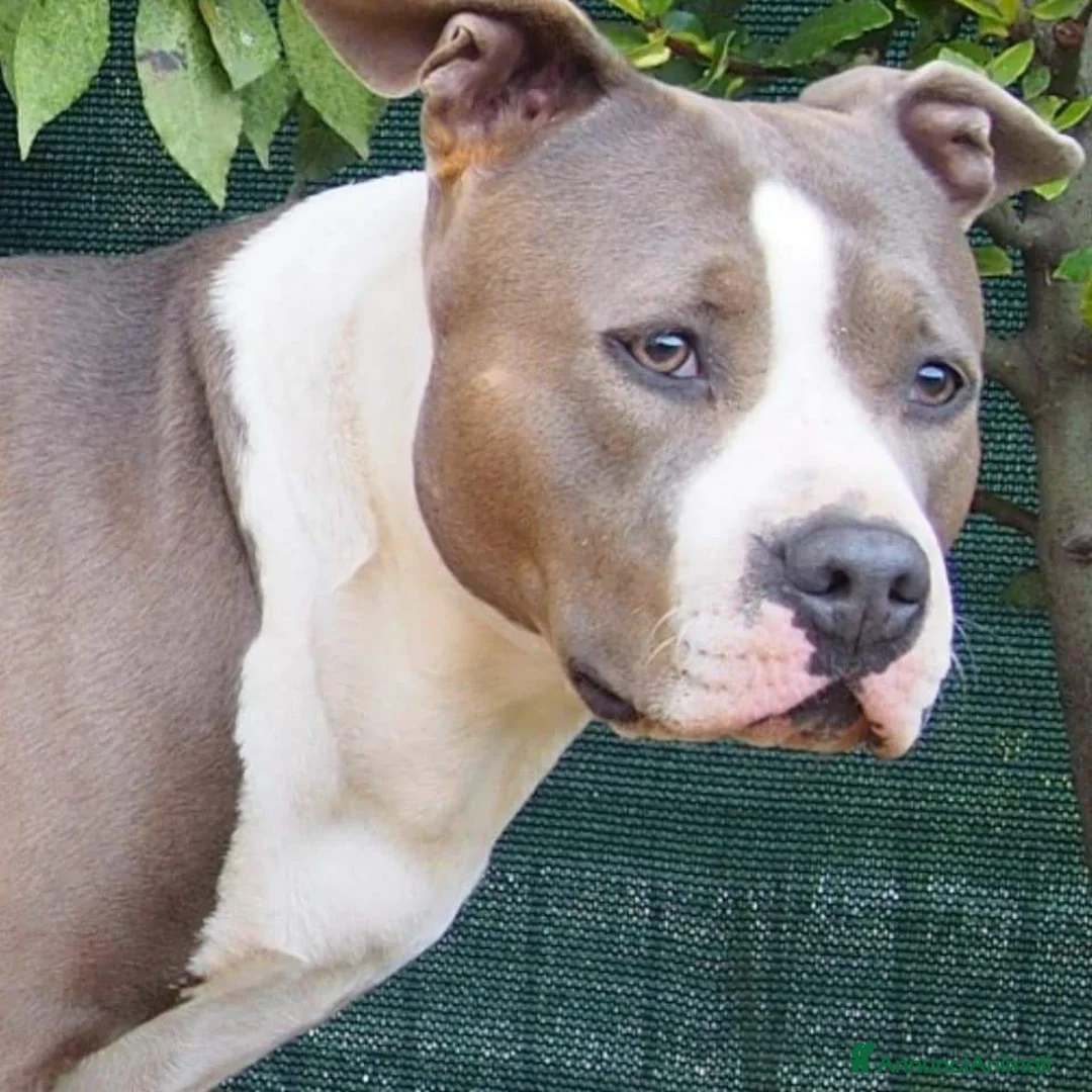 American Staffordshire cani in vendita: Cuccioli Amstaff blue - Annuncio 5