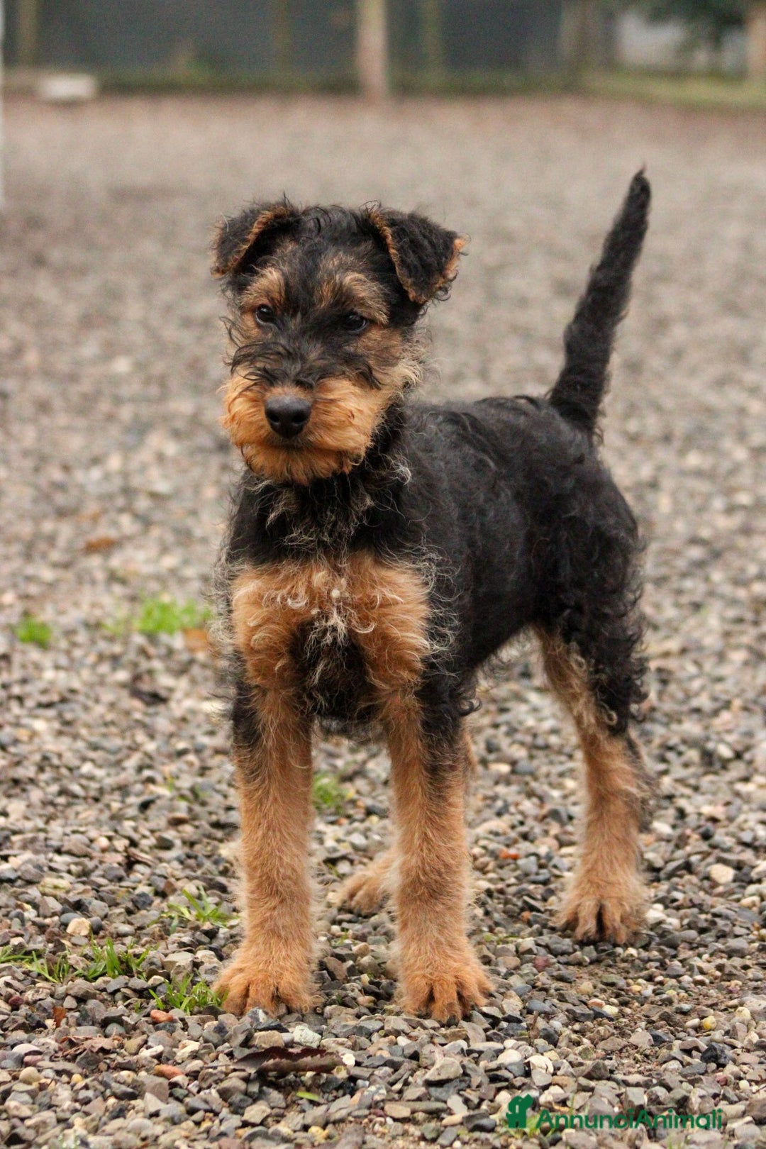 Airedale Terrier cani in vendita: Splendidi cuccioli di airedale terrier  - Annuncio 4