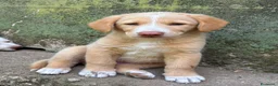 Meticcio cani in regalo: Milo cerca casa 🏡 - Annuncio 3