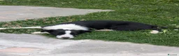 Border Collie cani in vendita: Vendo Border Collie a pelo corto - Annuncio 5