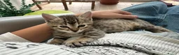 Meticcio gatti in regalo: Grey  - Annuncio 3