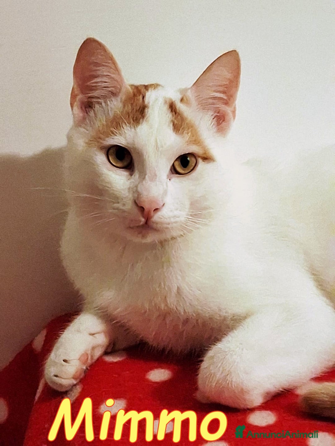 Europeo gatti in regalo:  Mimmo e Tatino  una deliziosa coppia di gattini - Annuncio 2