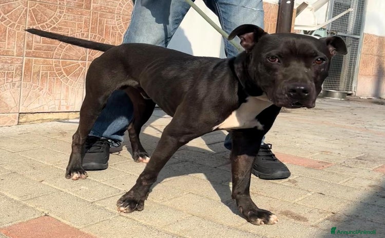 Meticcio cani - Annuncio 1