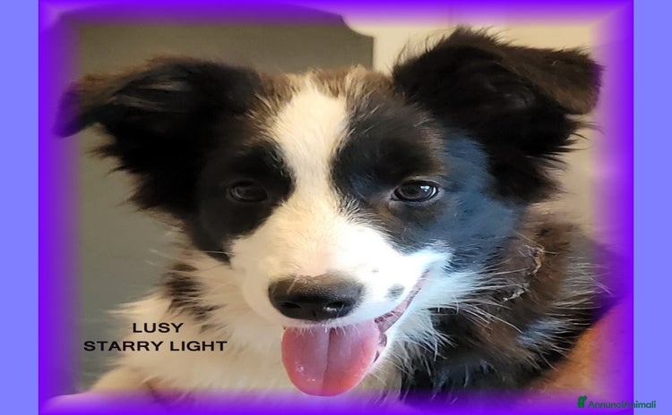 Border Collie cani a Città metropolitana di Roma Capitale - Annuncio 12