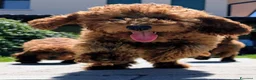 Barboncino cani in vendita: Cuccioli Barboncino rosso  - Annuncio 3