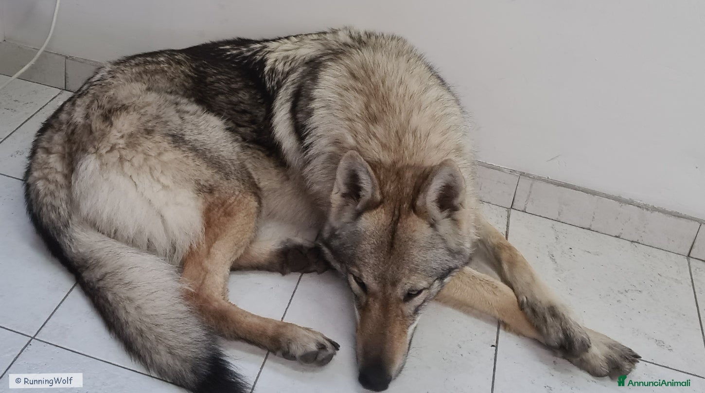 Lupo Cecoslovacco cani Cuccioli Cane Lupo CECOSLOVACCO ALL.RUNNINGWOLF - Annuncio 2