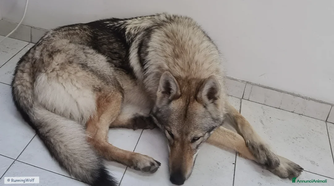 Lupo Cecoslovacco cani in vendita: Cuccioli Cane Lupo CECOSLOVACCO ALL.RUNNINGWOLF - Annuncio 2