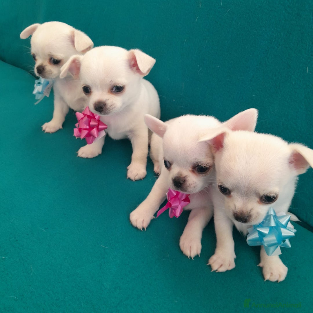 Chihuahua cani in vendita: Meravigliosi cuccioli di chihuahua bianchi - Annuncio 1