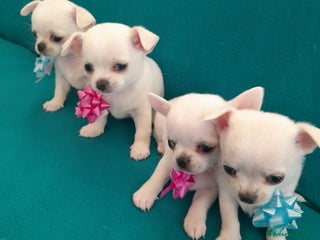 Chihuahua cani Meravigliosi cuccioli di chihuahua bianchi - Annuncio 1