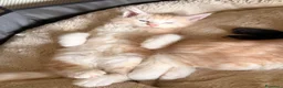 Maine Coon gatti in vendita: Main coon crema e red tabby mackerel. - Annuncio 6