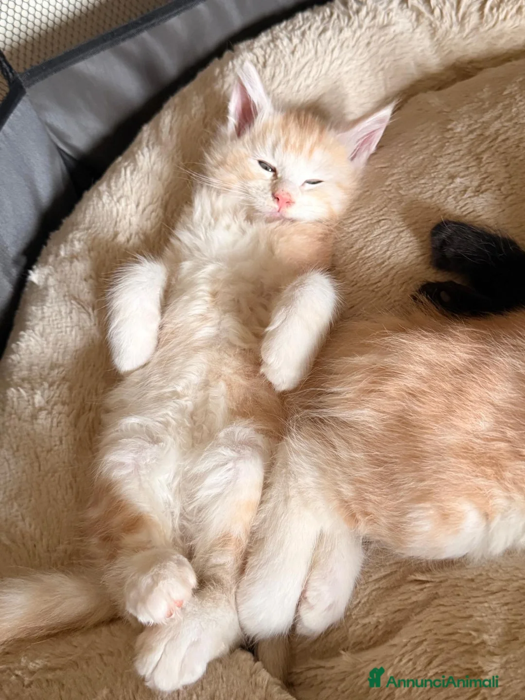 Maine Coon gatti in vendita: Main coon crema e red tabby mackerel. - Annuncio 6