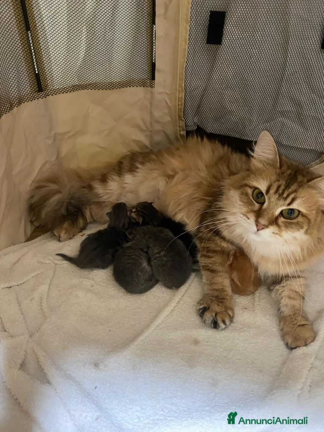 Siberiano gatti in vendita: Ultimi due cuccioli gattini siberiani pedigreeENFI - Annuncio 1