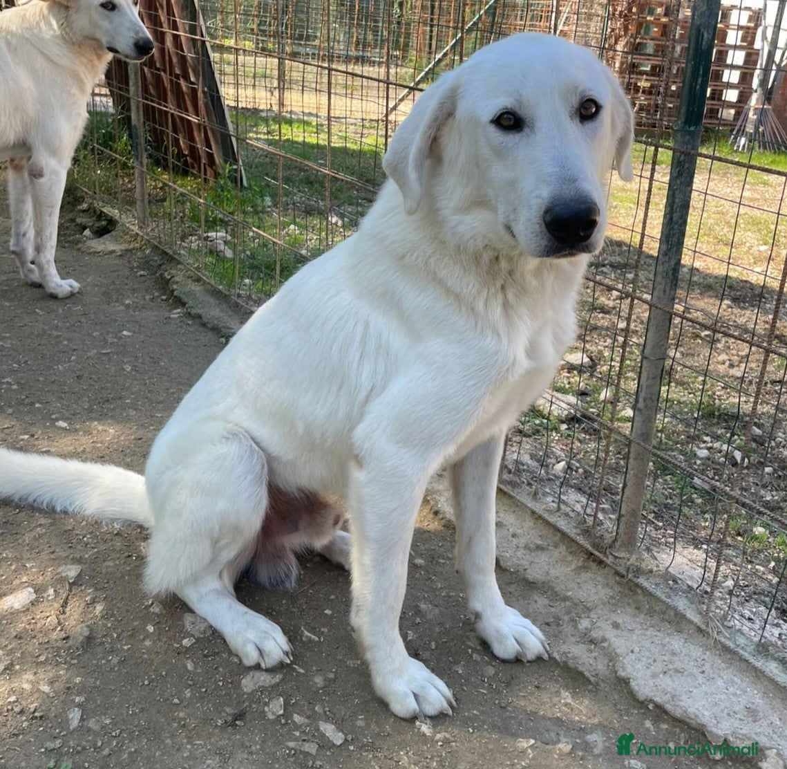 Meticcio cani ADOTTA IL TENERO DEMYR - Annuncio 1