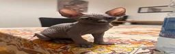 Sphynx gatti in vendita: Cuccioli sphynx - Annuncio 6