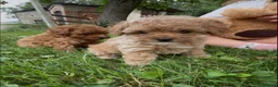Barboncino cani in vendita: Barboncini - Annuncio 2
