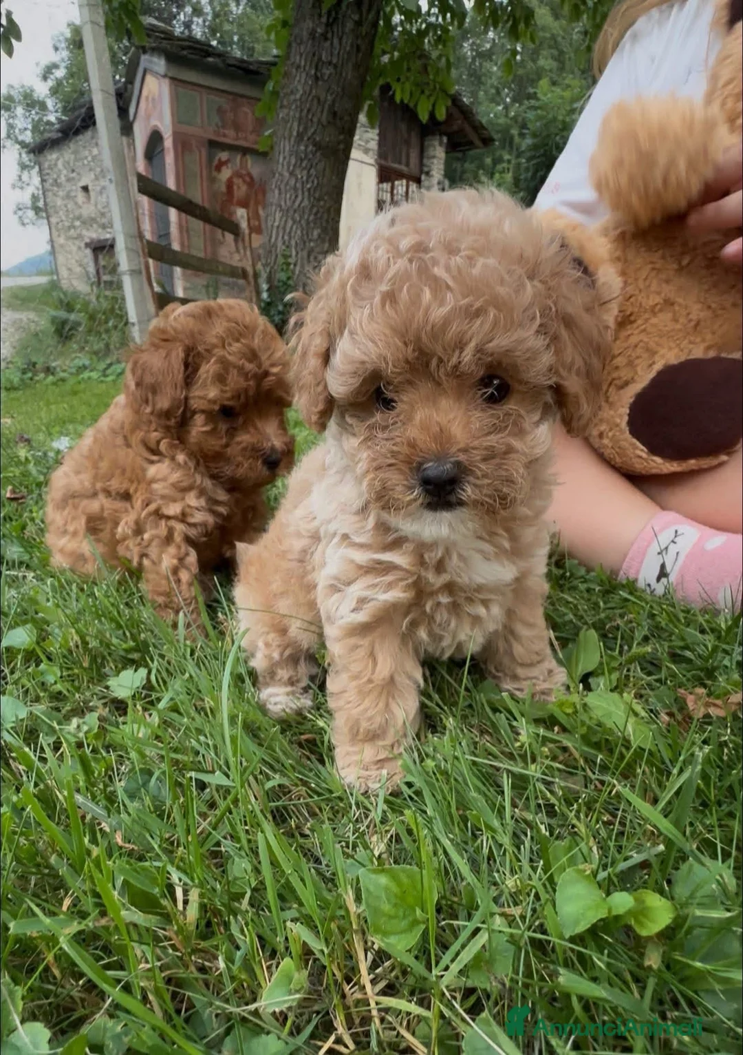 Barboncino cani in vendita: Barboncini - Annuncio 2