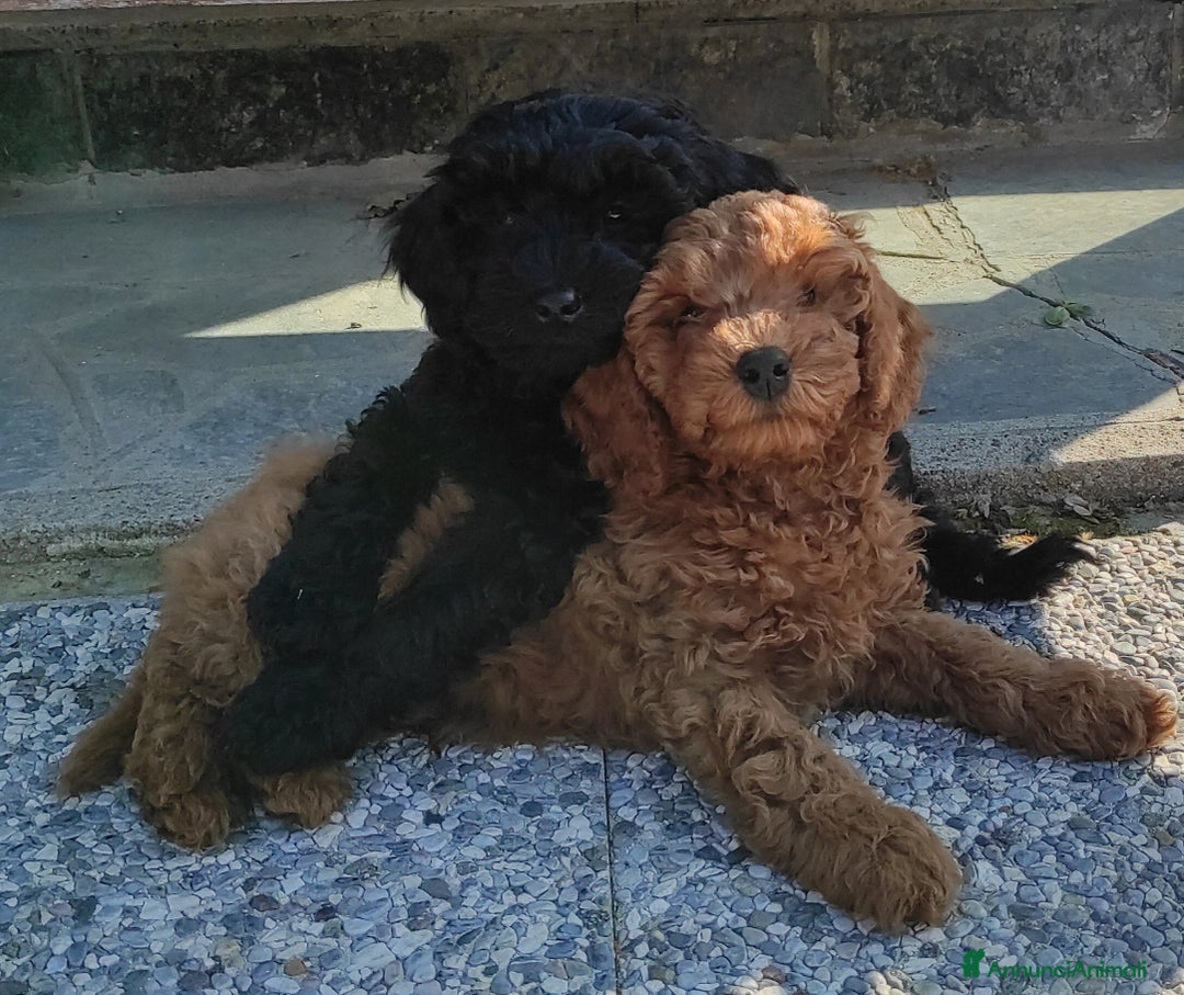 Barboncino cani in vendita: Barboncini Nani disponibili con Pedigree ENCI  - Annuncio 27