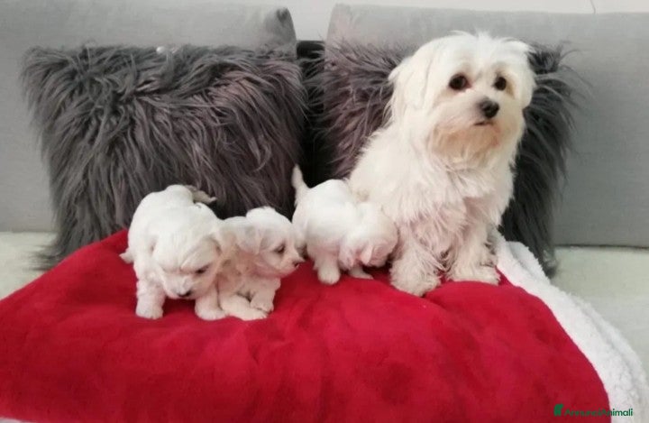 Maltese cani Maltesini bianco splendente taglia piccola - Annuncio 3