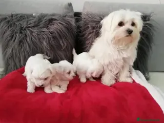 Maltese cani Maltesini bianco splendente taglia piccola - Annuncio 3