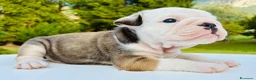 Bulldog cani in vendita: Cuccioli Bulldog Inglese - Annuncio 17
