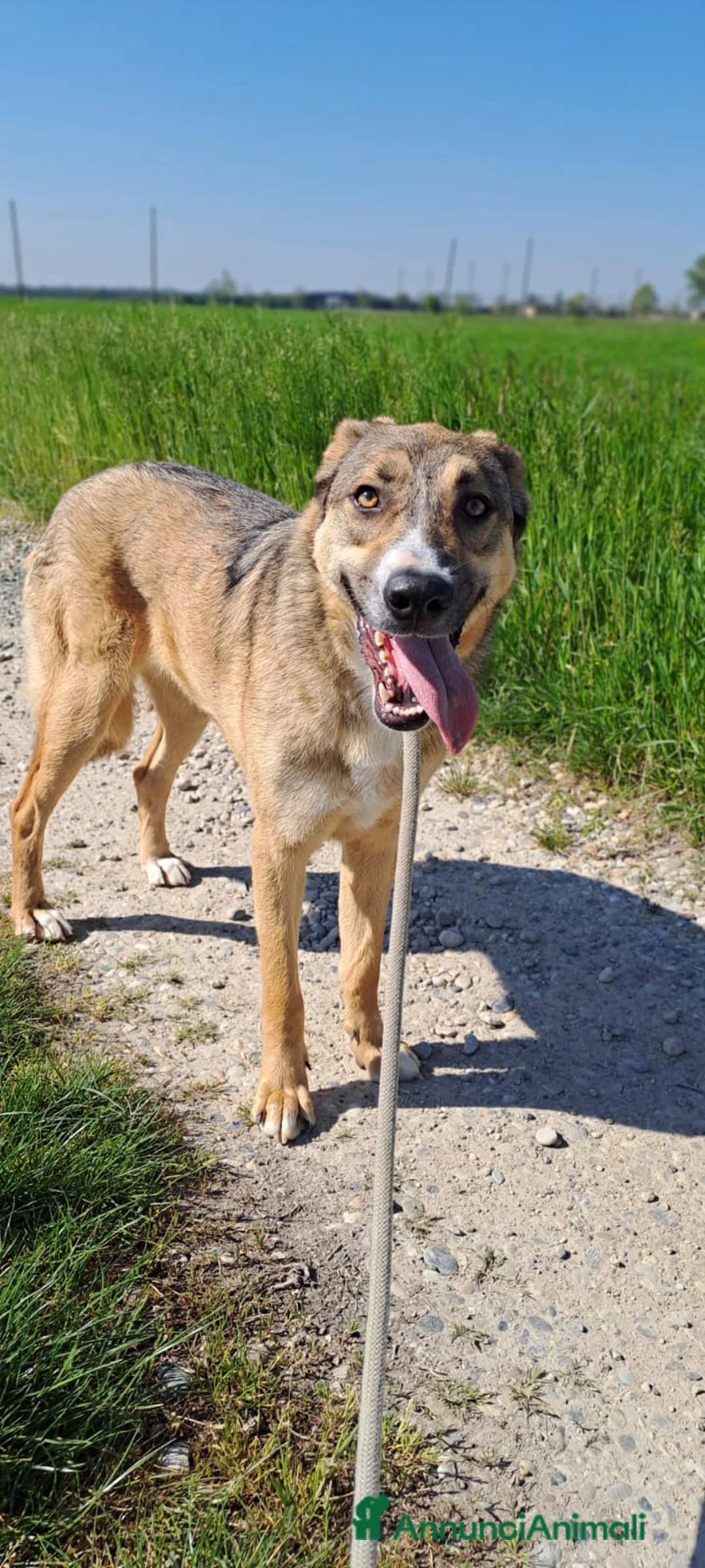 Meticcio cani in regalo: MAYA  - Annuncio 4