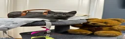 Certosino gatti in vendita: Cuccioli di certosino PURISSIMI  - Annuncio 18